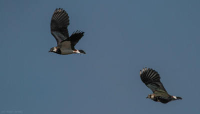 20130313_48 Vogelaars natuur & vogelfotografie, echte vogelvrienden,.jpg