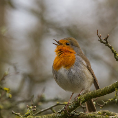 IMGL9962 Vogelvrienden, WANDELEN EN FOTOGRAFEREN, Footo Fotografen.jpg