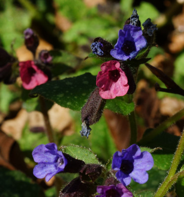 DSC03771.JPG