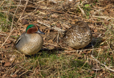 IMGL9133 Vogelaars natuur & vogelfotografie.jpg