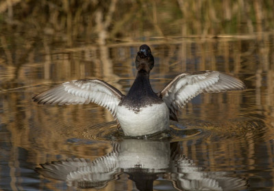 IMGL7933 WANDELEN EN FOTOGRAFEREN, Flora & Fauna.jpg