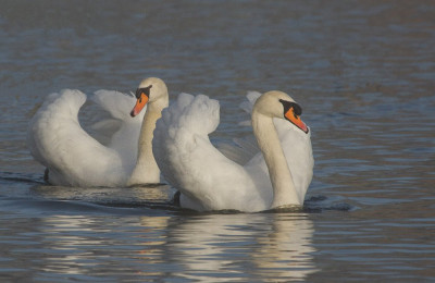 IMGL7367 Flora & Fauna in Nederland.jpg