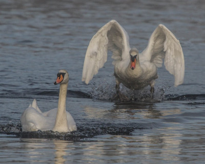 IMGL7450 a WANDELEN EN FOTOGRAFEREN, Flora & Fauna , Vogelaars natuur & vogelfotografie.jpg