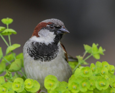 20130609_548 Flora & Fauna in Nederland.jpg