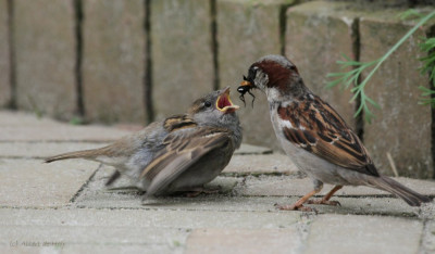 20130629_29,Vogelvrienden, Fotografen footo Flora en fauna Echte vogelvrienden.jpg