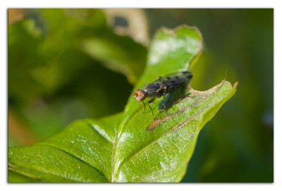 Geomyza tripunctata 210518-01 kopie.jpg