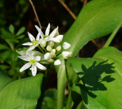 DSC03800.JPG