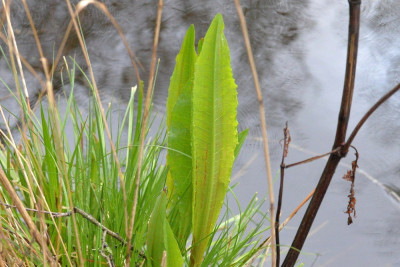 Waterzuring