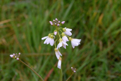 Pinksterbloem