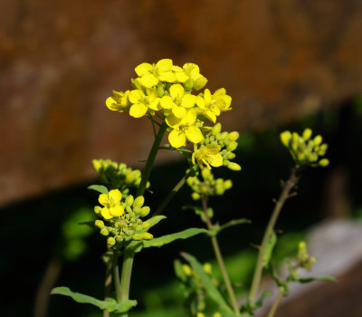 DSC03858.JPG