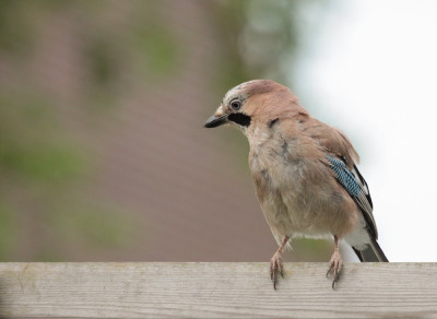 20120703_32, Vogelvrienden.jpg