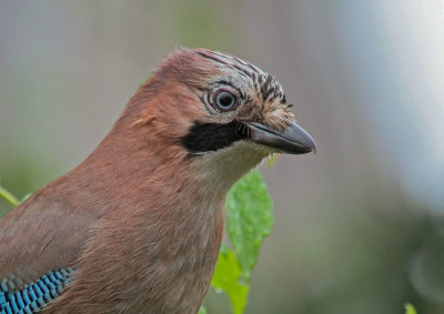 20140421_50a Vogelvrienden, Vogelaars natuur & vogelfotografie.jpg