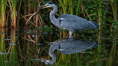 Blauwe reiger die een kikker eet op de Koumenvijver in Hoensbroek 2022