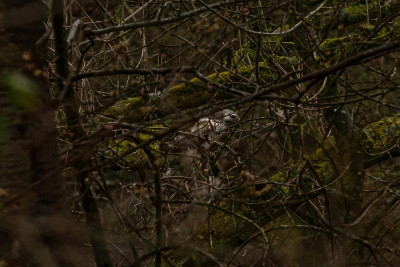 Buizerd in slenaken 06-04-2023