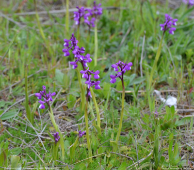 Blesharlekijnsorchis - Anacamptis morio subsp. champagneuxii