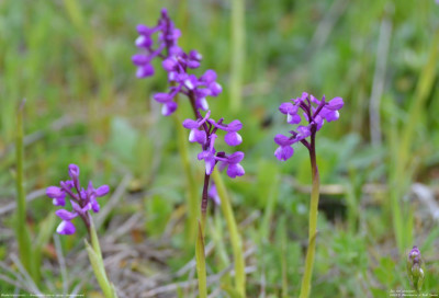 Blesharlekijnsorchis - Anacamptis morio subsp. champagneuxii