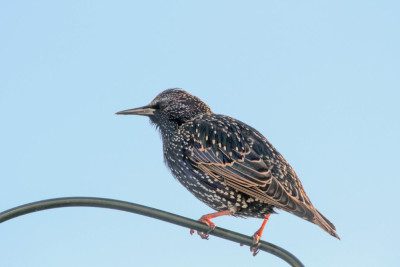 20160117_33 Vogelvrienden,.jpg