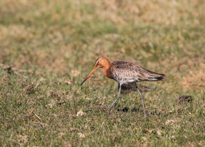 20130327_851 Flora & Fauna in Nederland.jpg