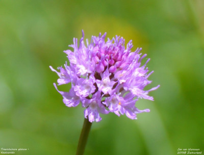 Knotsorchis - Traunsteinera globosa - Zwitserland - Berner Oberland.