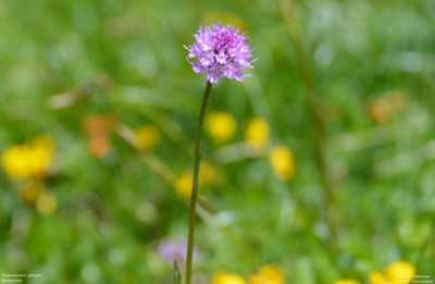 Knotsorchis - Traunsteinera globosa - Zwitserland - Berner Oberland.