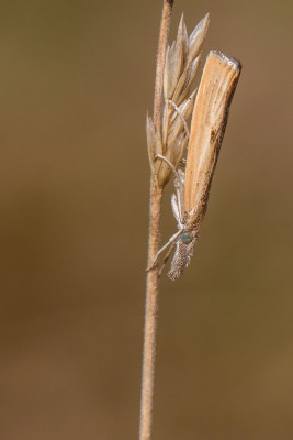 IMGL3990a.jpg