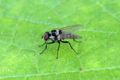 Anthomyia procellaris