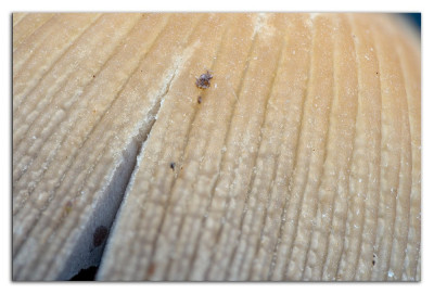 Coprinellus spec 230412-2 kopie.jpg