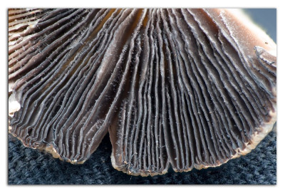Coprinellus spec 230412-3 kopie.jpg