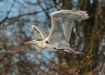 20130206_82 Flora en fauna, Vogelaars en natuur en vogelfotografie, Vogelvrienden.jpg