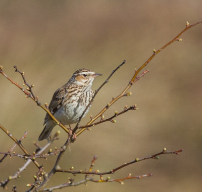 IMGL0202 Vogelaars natuur & vogelfotografie, WANDELEN EN FOTOGRAFEREN, Flora & Fauna.jpg