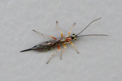 Tromatobia lineatoria