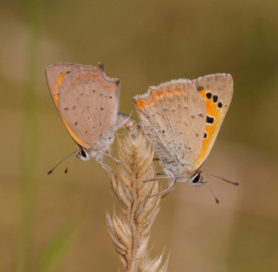 IMGL7159 WANDELEN EN FOTOGRAFEREN  Butterfly, Bee & Dragonfly Appreciation, Butterflying Around the World  Butterflies Universal Sharing   Vlinders in Nederland.jpg