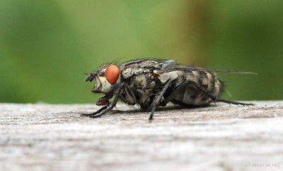 20150819_545 Macro, Insecten, CLOSE-UP en Macro-fotografie  Vlinders en overige insecten.jpg