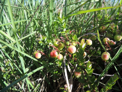 Cranberry