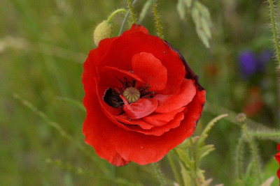 Grote klaproos