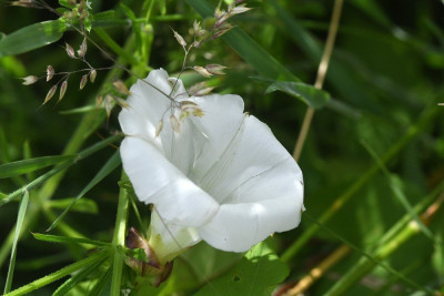Haagwinde