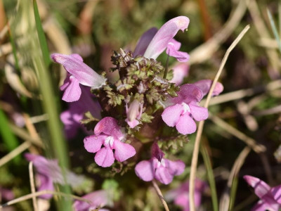 Heidekartelblad