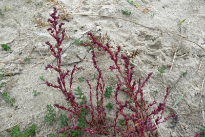 Klein schorrenkruid