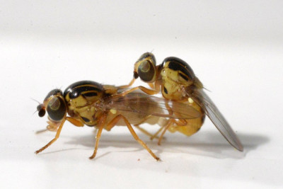Thaumatomyia spec. (m/v)