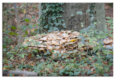 Echte honingzwam 221028-6 kopie.jpg
