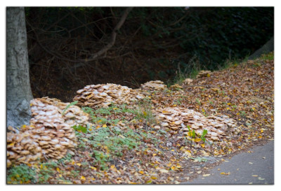 Echte honingzwam 221028-4 kopie.jpg