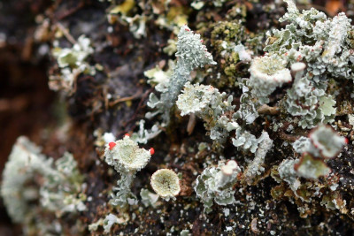 Rood bekermos