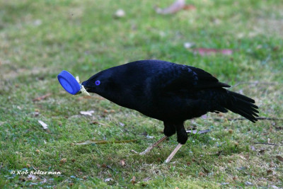 Bower-02.jpg