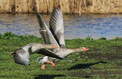 20190410-IMGL4241 Vogelaars natuur & vogelfotografie,.jpg