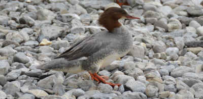 Grote Zaagbek - Mergus merganser - Zwitserland - Lac Léman