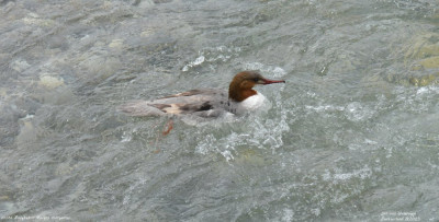 Grote Zaagbek - Mergus merganser - Zwitserland - Lac Léman