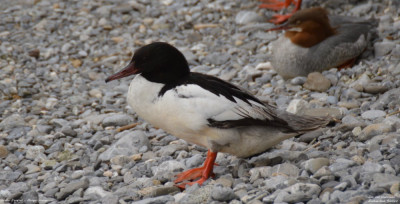 Grote Zaagbek - Mergus  merganser -  Zwitserland - Lac Léman
