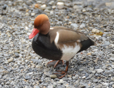 Krooneend - Netta rufina - Zwitserland - Lac Leman