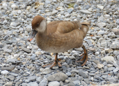 Krooneend - Netta rufina - Zwitserland - Lac Leman