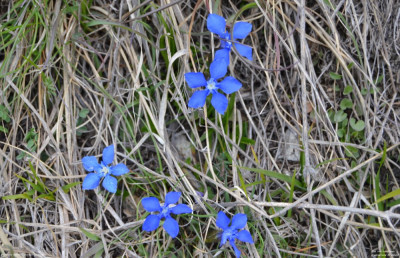 Voorjaarsgentiaan - Gentiana Verna  - Zwitserland